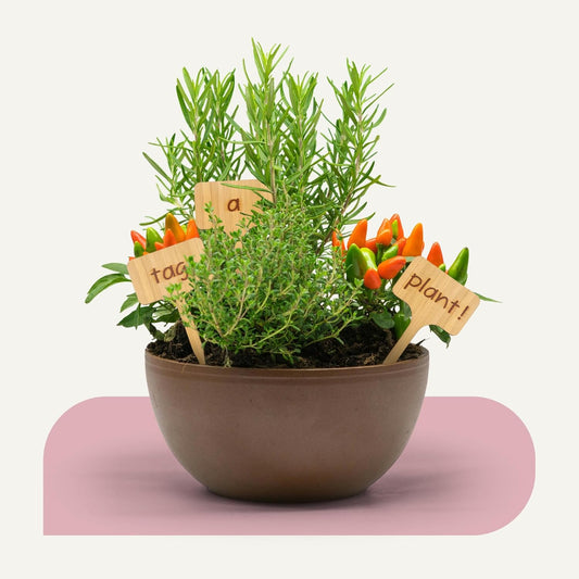 Bamboo Plant Labels 🌱 | Biodegradable Garden Tags T-Type 50 pack, 100% Natural Bamboo