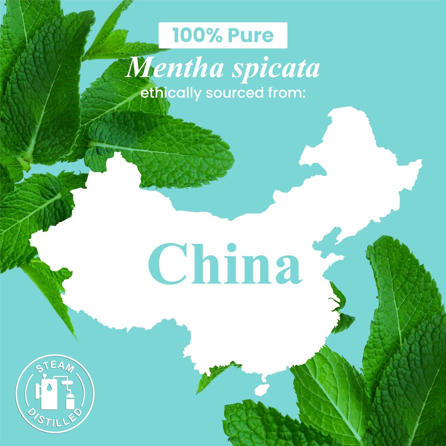 Peppermint Essential Oil - Huge 4 Fl Oz - 100% Pure and Natural - Premium Grade Essential Oil for Diffuser and Aromatherapy