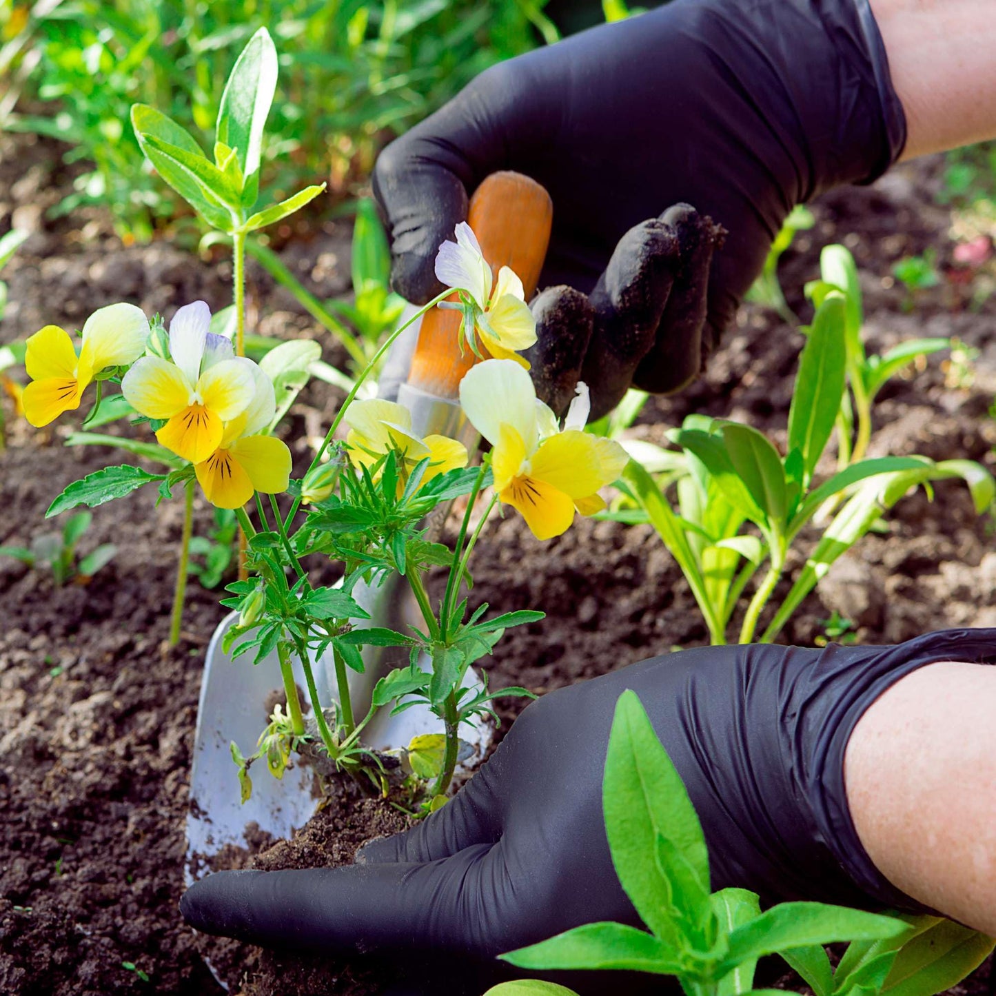 FifthPulse Biodegradable Nitrile Gloves – 150 Count, Black, Latex-Free, Powder-Free