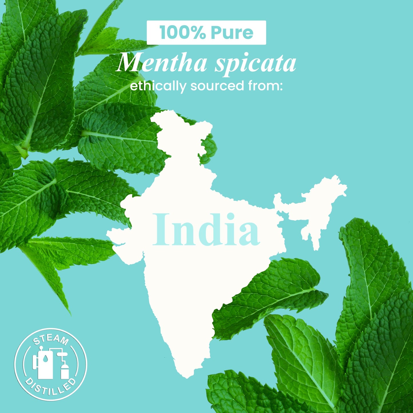 Peppermint Essential Oil - Huge 4 Fl Oz - 100% Pure and Natural - Premium Grade Essential Oil for Diffuser and Aromatherapy