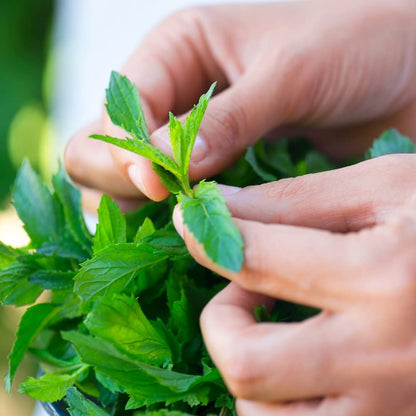 Back to the Roots Indoor Herb Garden Starter Kit, Basil, Mint and Cilantro - Includes seeds, soil and biochar