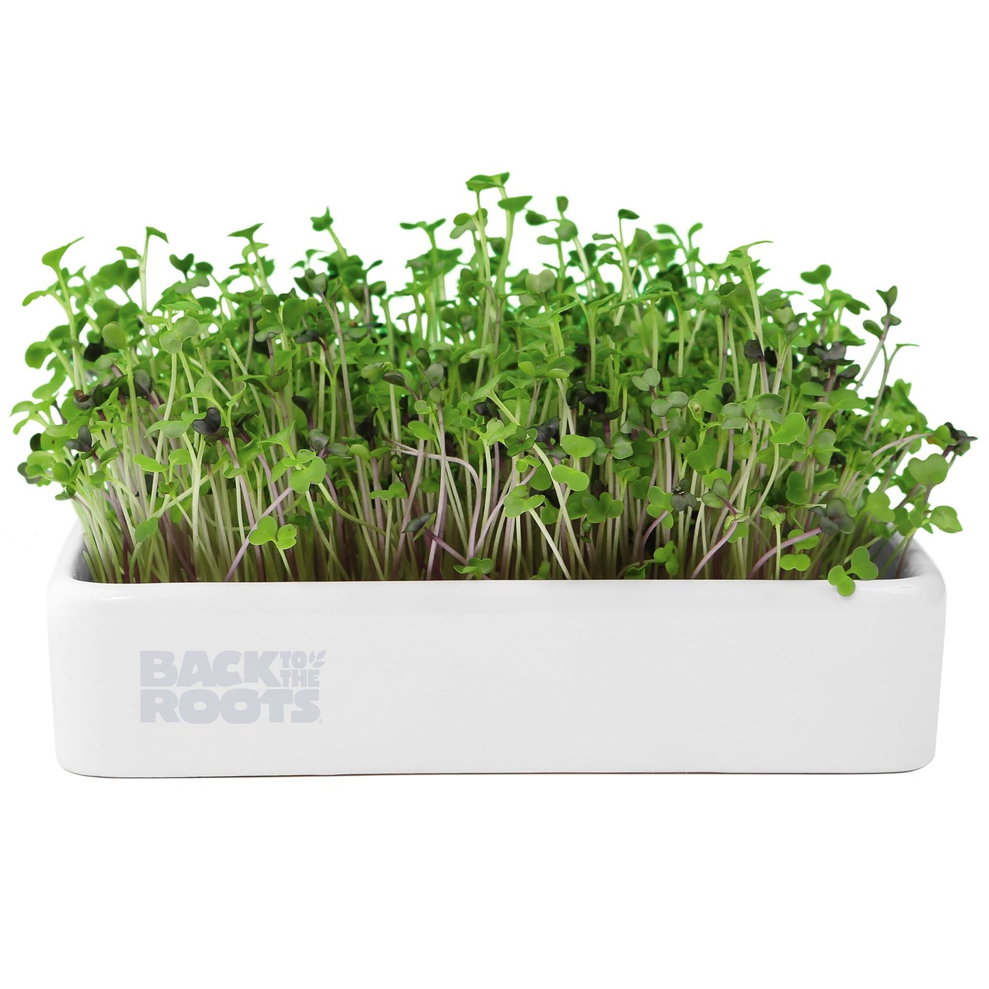 Back to the Roots Indoor Herb Garden Starter Kit, Basil, Mint and Cilantro - Includes seeds, soil and biochar