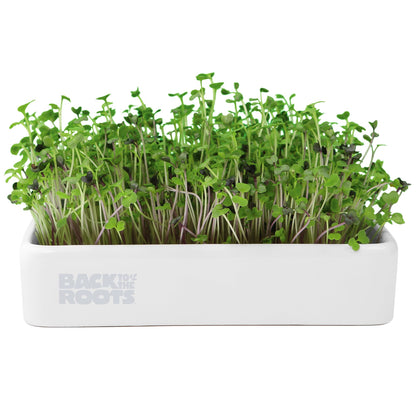 Back to the Roots Indoor Herb Garden Starter Kit, Basil, Mint and Cilantro - Includes seeds, soil and biochar