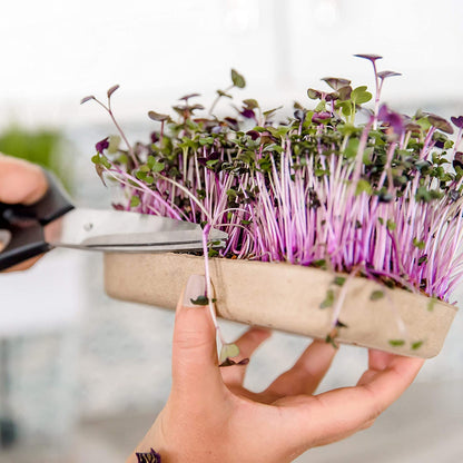 Back to the Roots Indoor Herb Garden Starter Kit, Basil, Mint and Cilantro - Includes seeds, soil and biochar
