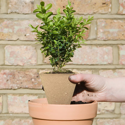 3T GROUP 50 Pcs 3 Inch Small Compostable Plant Pots,Disposable Flower Pots,Biodegradable Pots for Plant,Mini Seed Pots,Planting Pots,Peat Pot,Seeding Pots with Labels for Vegetables,Fruits,Garden