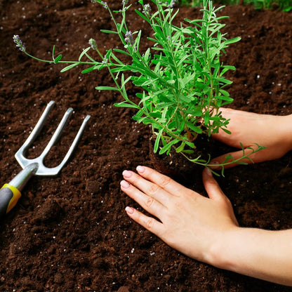 Back to the Roots Indoor Herb Garden Starter Kit, Basil, Mint and Cilantro - Includes seeds, soil and biochar