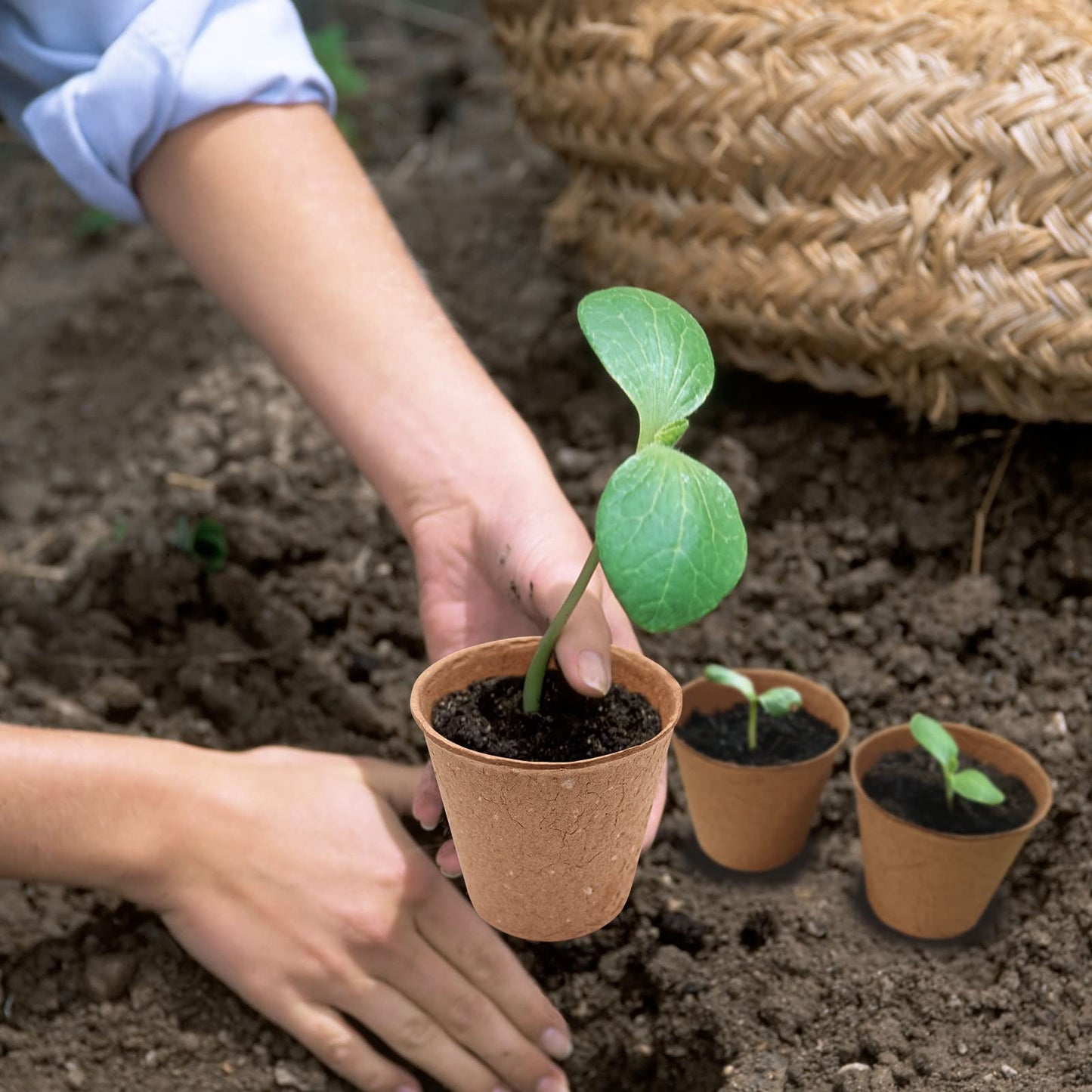 3T GROUP 50 Pcs 3 Inch Small Compostable Plant Pots,Disposable Flower Pots,Biodegradable Pots for Plant,Mini Seed Pots,Planting Pots,Peat Pot,Seeding Pots with Labels for Vegetables,Fruits,Garden