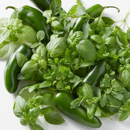 Back to the Roots Indoor Herb Garden Starter Kit, Basil, Mint and Cilantro - Includes seeds, soil and biochar