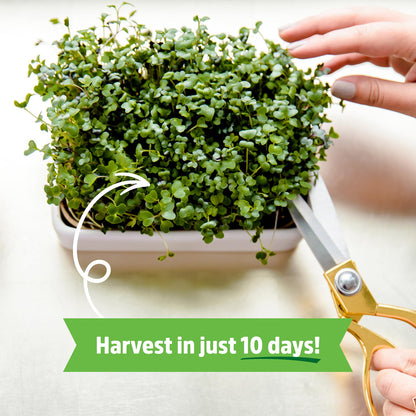 Back to the Roots Indoor Herb Garden Starter Kit, Basil, Mint and Cilantro - Includes seeds, soil and biochar