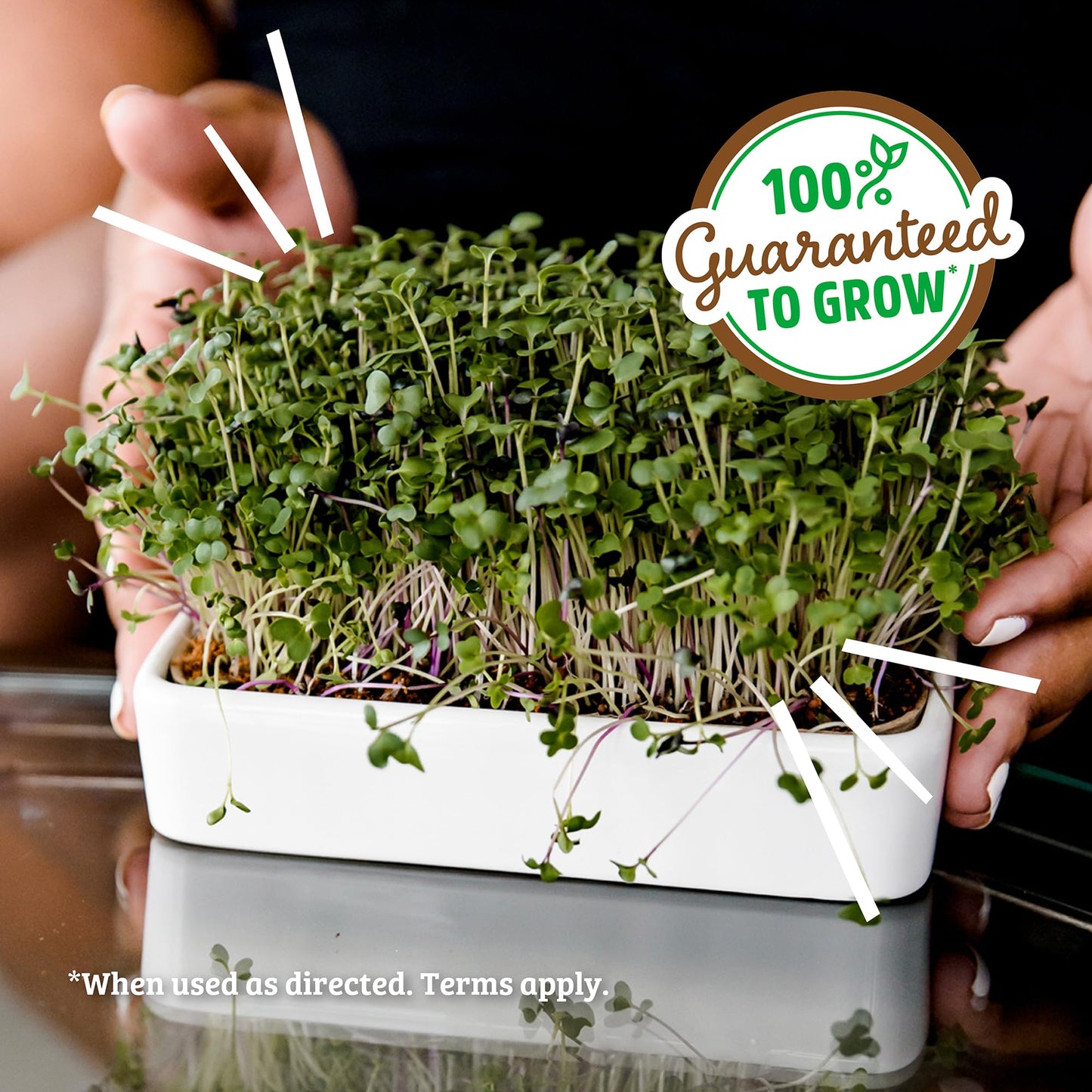 Back to the Roots Indoor Herb Garden Starter Kit, Basil, Mint and Cilantro - Includes seeds, soil and biochar