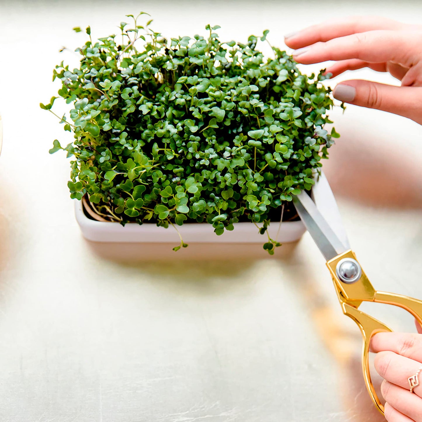 Back to the Roots Indoor Herb Garden Starter Kit, Basil, Mint and Cilantro - Includes seeds, soil and biochar
