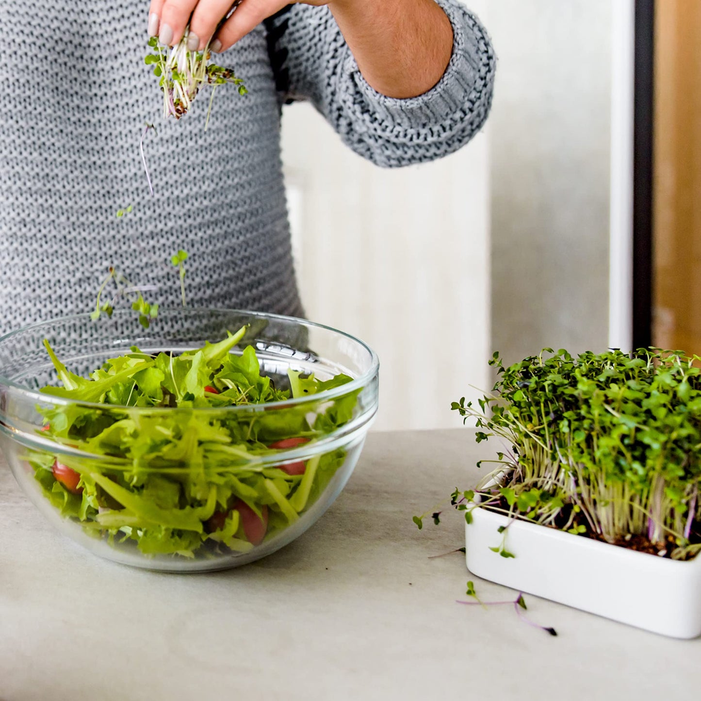 Back to the Roots Indoor Herb Garden Starter Kit, Basil, Mint and Cilantro - Includes seeds, soil and biochar