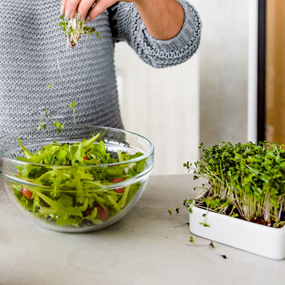 Back to the Roots Indoor Herb Garden Starter Kit, Basil, Mint and Cilantro - Includes seeds, soil and biochar