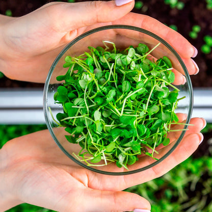 Back to the Roots Indoor Herb Garden Starter Kit, Basil, Mint and Cilantro - Includes seeds, soil and biochar