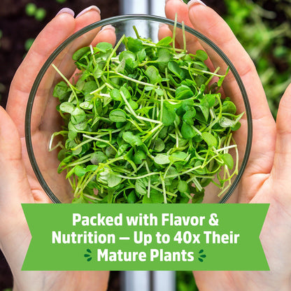 Back to the Roots Indoor Herb Garden Starter Kit, Basil, Mint and Cilantro - Includes seeds, soil and biochar